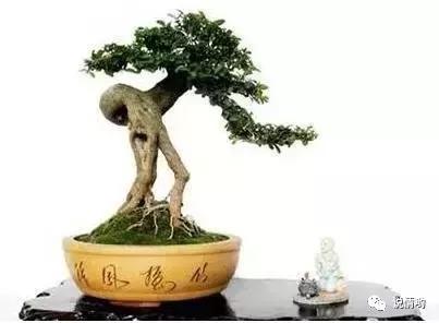 榕树也叫摇钱树，给人带来好运和财富！榕树怎么养？