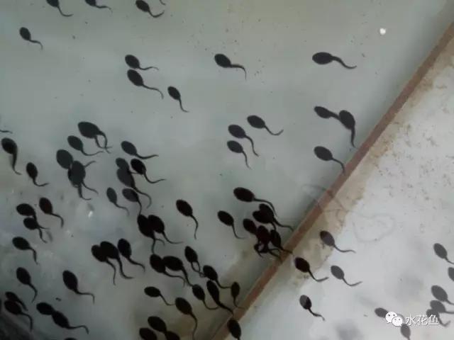 鱼苗消毒和病虫防治,水花鱼苗气泡病发病原因