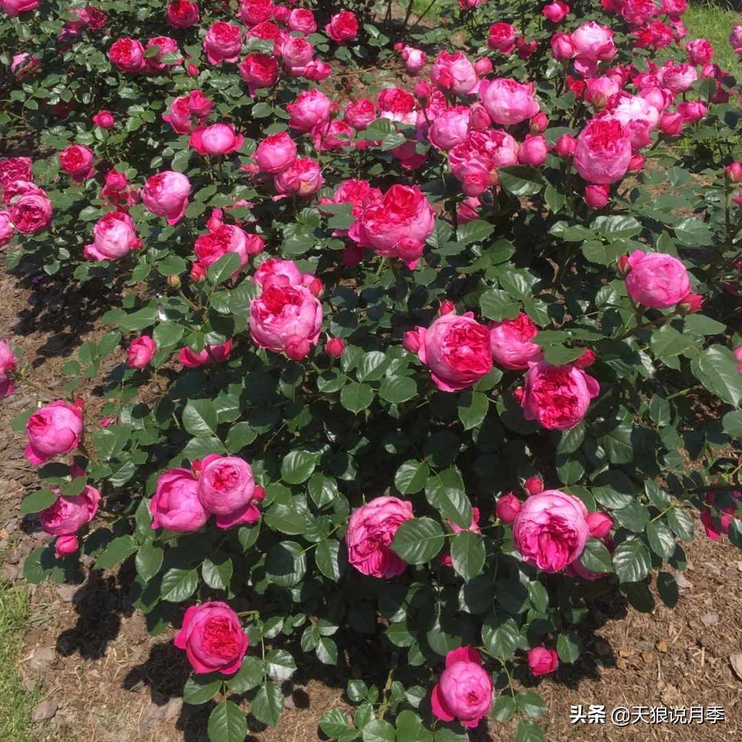 人家最美四月天，天狼自育终于打折了！15个品种供你宠信。