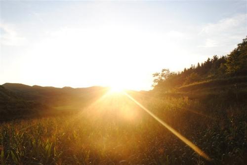 杀狗政策,大规模杀狗属于什么行为