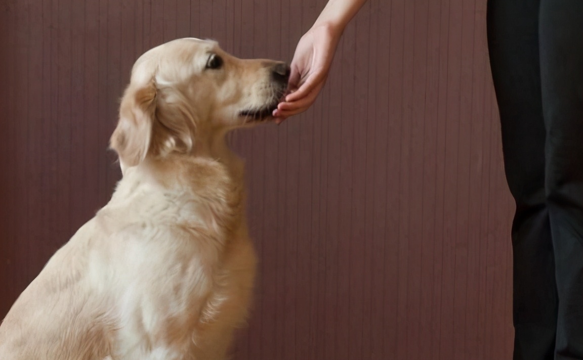 戈赞与柴犬,戈赞养边牧