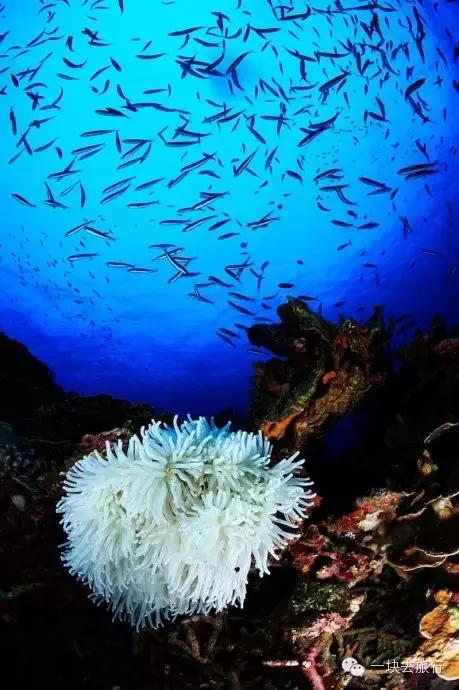 杨颖黎族海岛素颜照,海岛素颜照