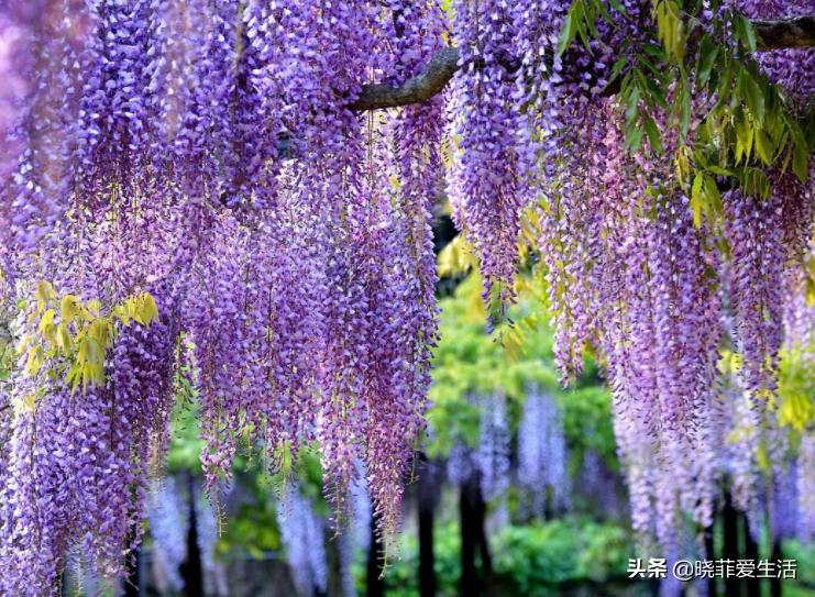 爬墙种植物大全,爬墙类绿植家种