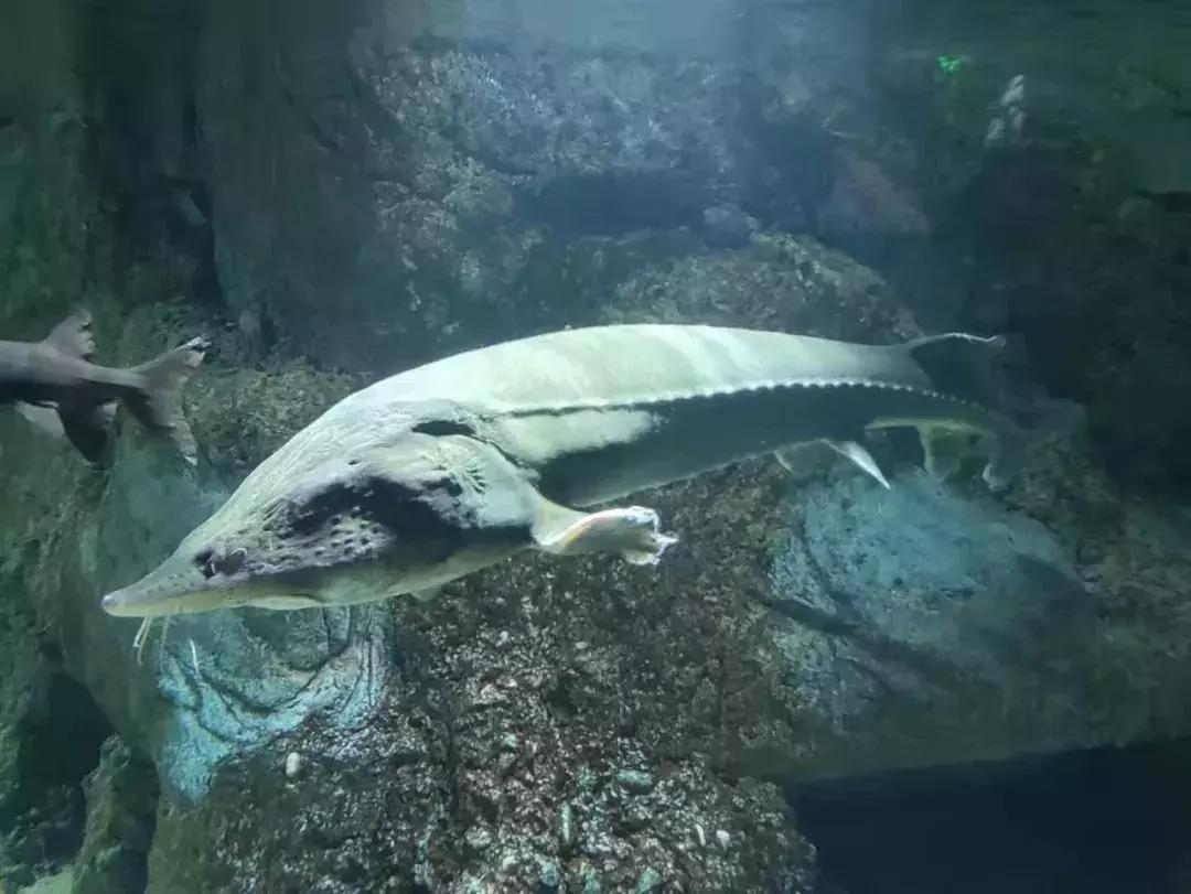 临沂极地海洋世界五一特惠,临沂极地海洋世界门票多少钱