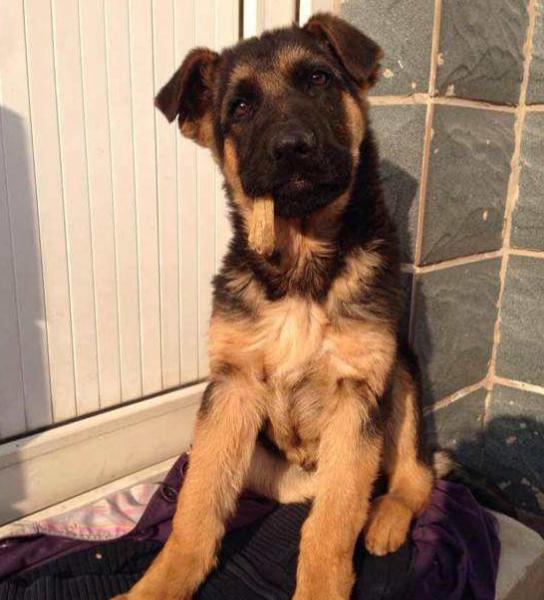 七个多月的德牧不立耳怎么办,4个月德牧没立耳正常么