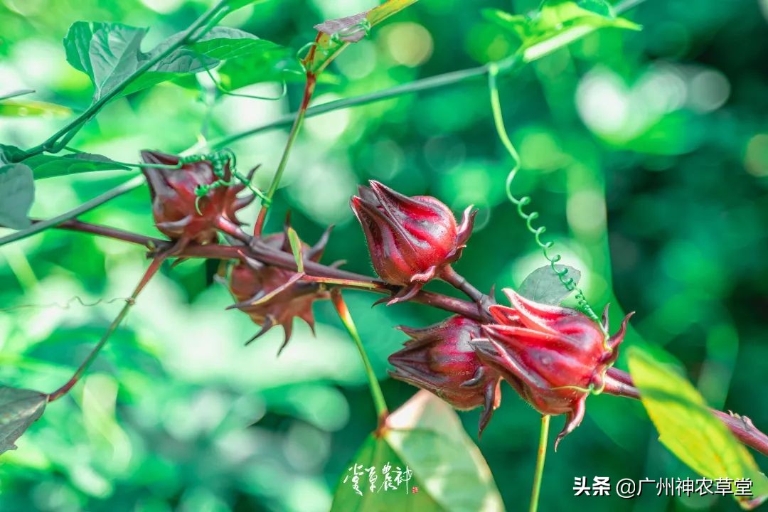 可以泡茶的冷门中药材,中草药泡茶系列有哪些