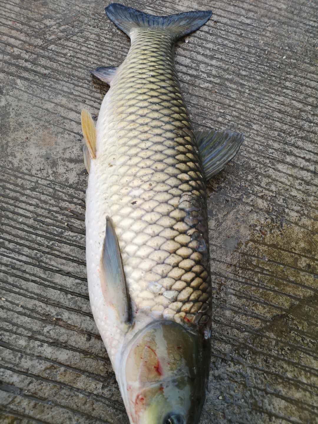 征服开荒技巧,征服开荒细节