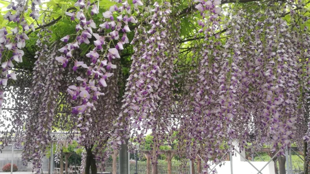 网红古树紫藤花,网红紫藤花