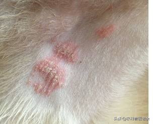 猫狗常见的疾病和原因,宠物皮肤病诊断