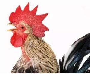 传染性喉气管炎,传染性支气管炎的分类