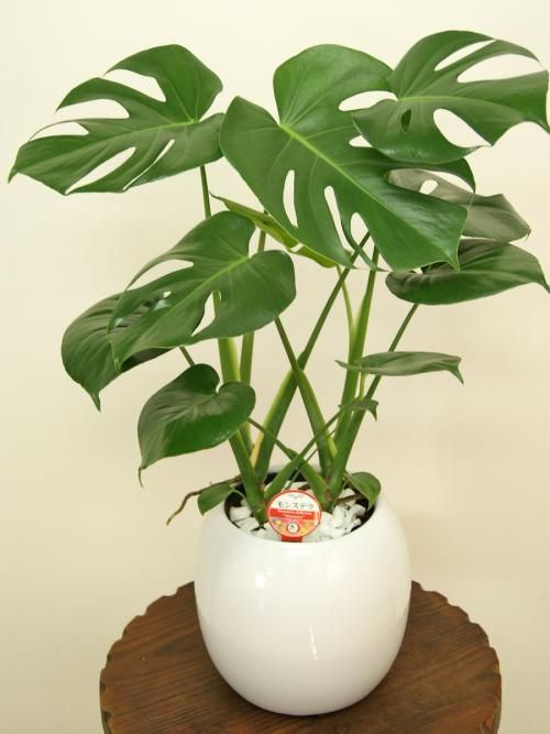 老鸦柿喜水吗如何浇水,栀子花喜阴还是喜阳浇水