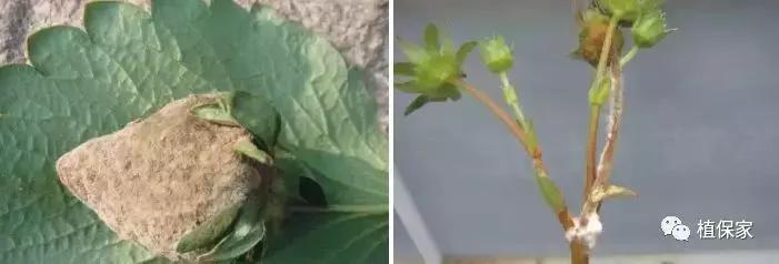 大棚草莓常见病虫害防治方法,南京地区草莓病虫害防治的现状