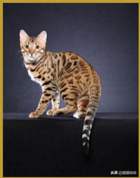 养猫新手买猫注意什么,新手养猫和买猫的注意事项