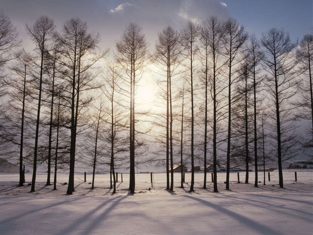 小雪节气养生，营养师教你生吃萝卜熟吃梨，化痰止咳除掉“内火”