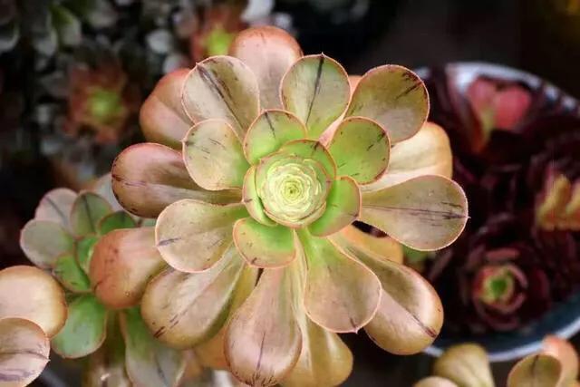 多肉法师韶羞现在能摘心吗,韶羞法师和荷兰玫瑰法师的区别