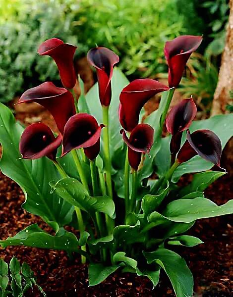 马蹄莲品种及图片欣赏大全,马蹄莲有几种品种图片