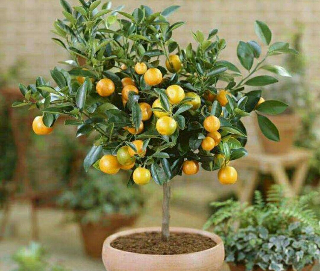 盆栽金桔掉叶掉果怎么办,盆栽金桔树冬天落叶落果