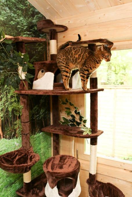 出门旅游猫咪如何自己在家,铲屎官出门猫咪怎么办