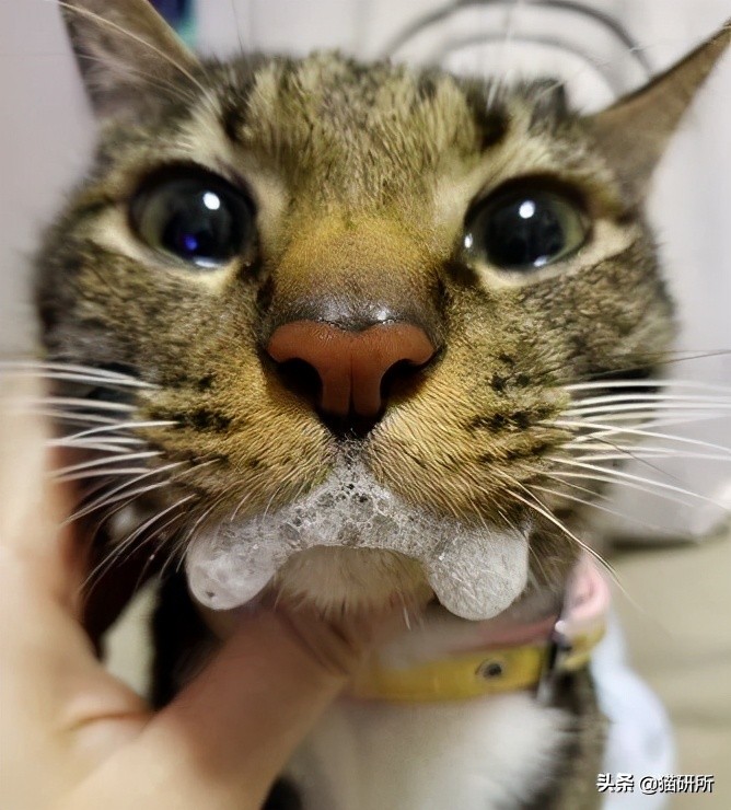 一学就会的训猫技巧,手把手教你给猫咪喂药