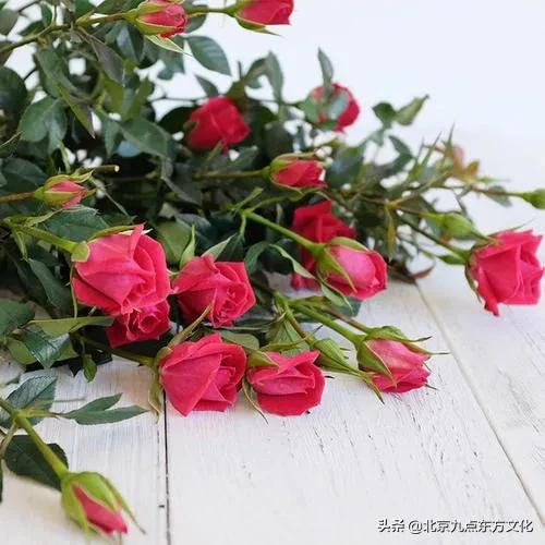 折花逢驿使寄与陇头人的意思,折花逢驿使寄与陇头人谁写的