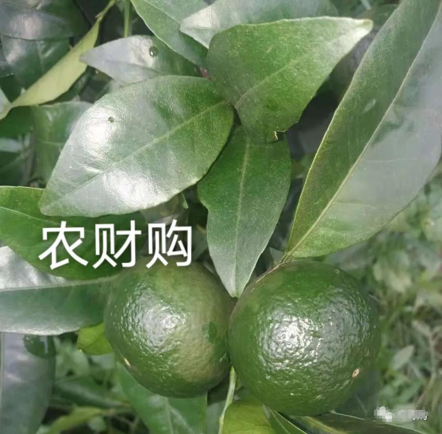 果农说，关于白癞病，走了太多弯路！总结全套方案分享，解决疑点