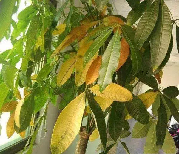 发财树叶子变黄是什么原因引起的,啤酒浇发财树叶子好吗
