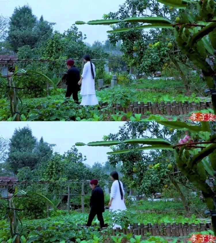 有一种向往叫西双版纳,有一种向往叫诗和远方完整版