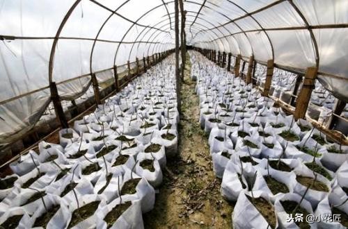 植物根如何处理,植物怎么防止烂根