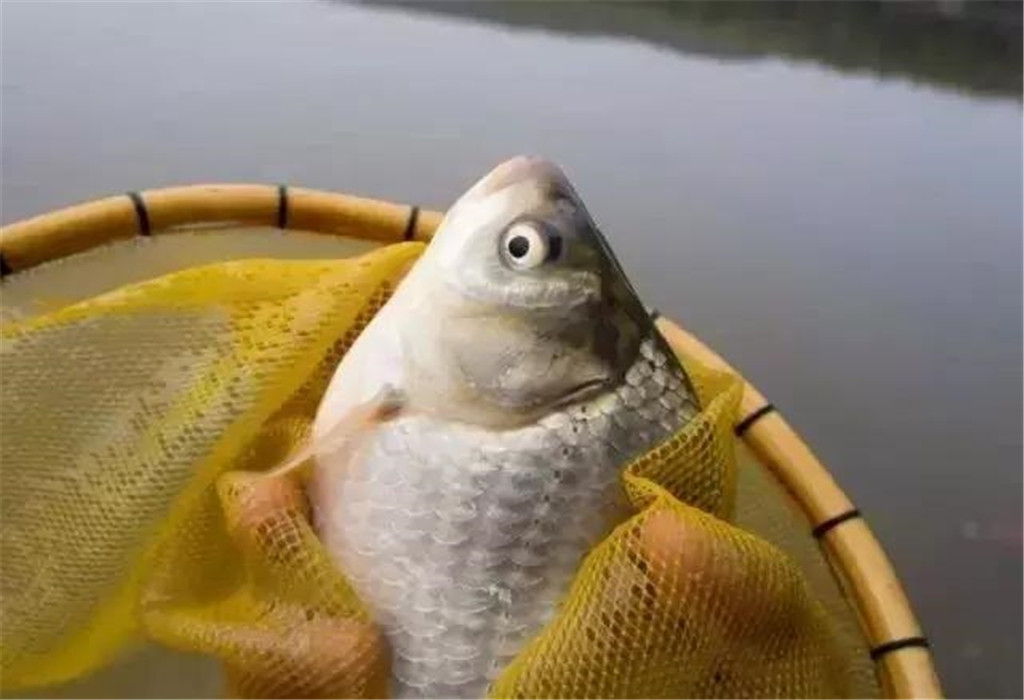 钓鱼大师们推荐几款优质钓鱼小药,钓鱼小药一瓶搞定哪个牌子好用