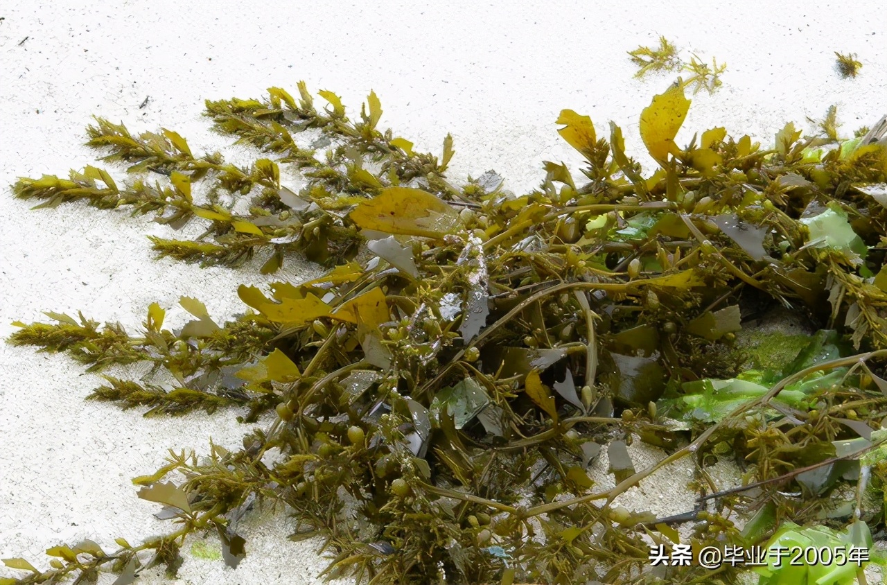 从客观角度说说海参,客观的角度说一说海参