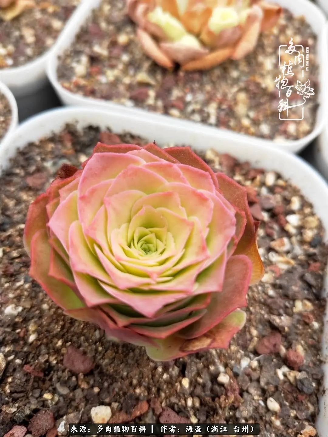 独爱玫瑰与法师！解密金老板和他的屋顶御花园