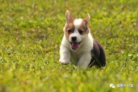 狗狗指甲断了流血怎么办,狗狗指甲血线过长怎么办