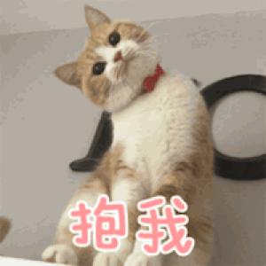 养猫猫推荐英短,新手第1次养猫还是养狗啊