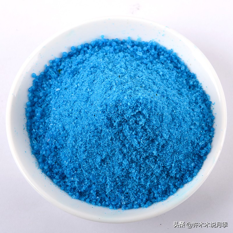 月季扦插发芽又枯萎是什么原因,月季扦插成活后移植的正确方法