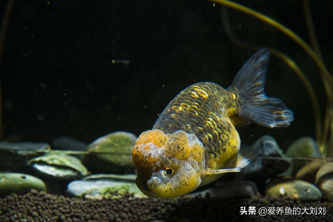 怎么延长金鱼的寿命,金鱼的寿命最长能活多少年