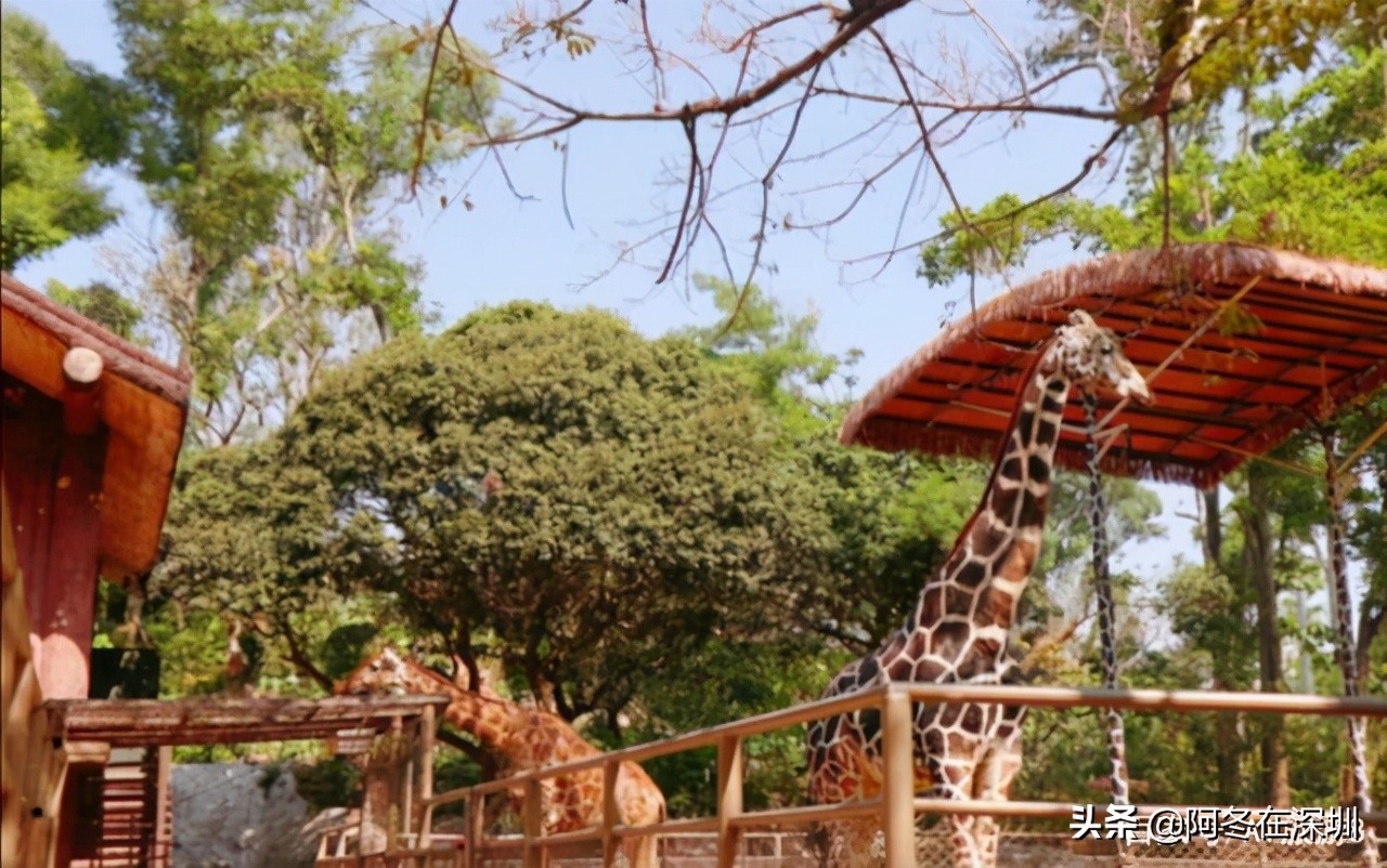 深圳一日游必去的十个免费景点,深圳一日游必去十大网红景点