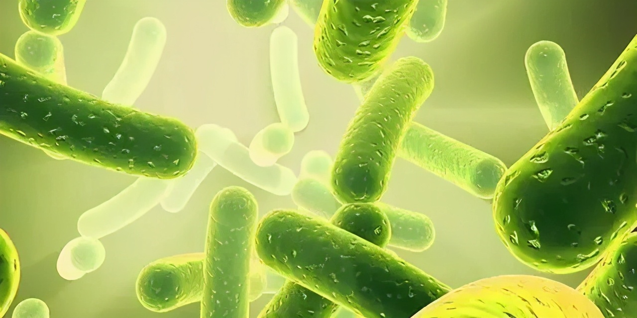 如何正确使用益生菌做饮料,益生菌最佳使用时间