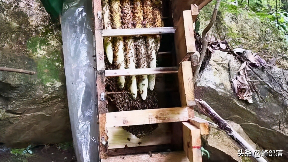 土蜂蜜100元一斤没人买,中华蜂土蜂蜜100%纯蜂蜜