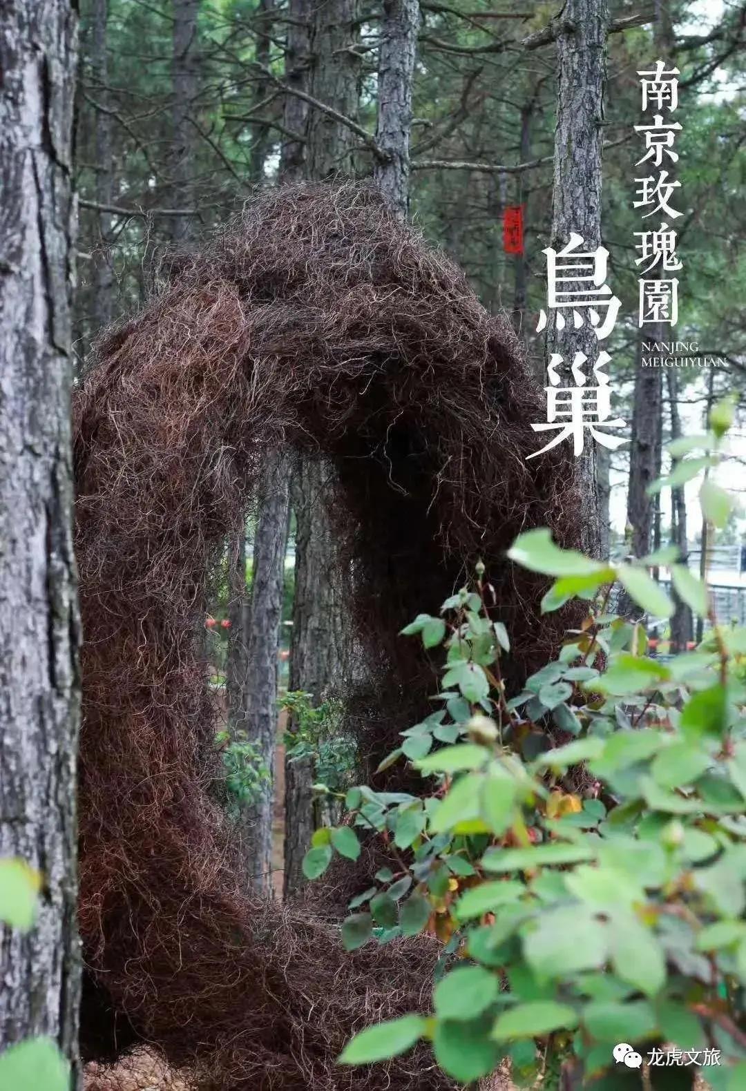 南京溧水千亩玫瑰,南京玫瑰园千亩花海迎来盛花期