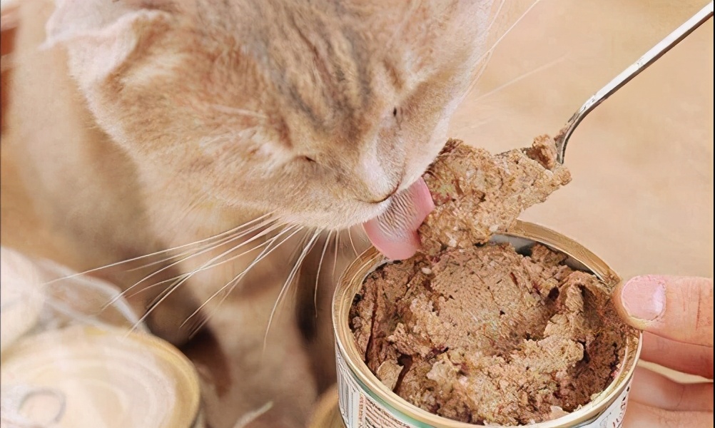 宠物猫太胖好不好,宠物猫怎么减肥