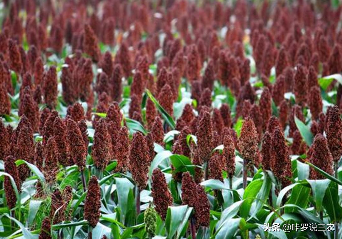 播种高粱教程,高粱种植技术和播种方法