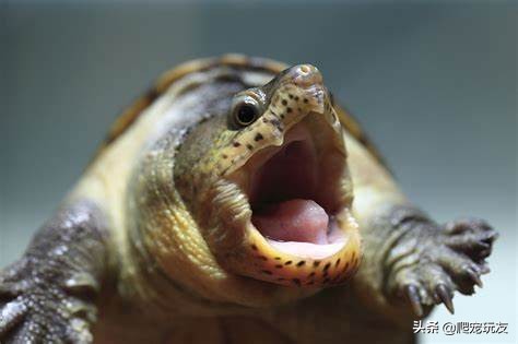 外表呆萌的窄桥蛋龟,饲养时请注意这样几点