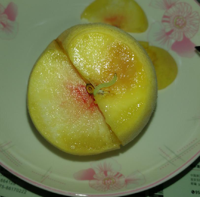 水果没有洗干净会有寄生虫吗,水果里的虫子会寄生到人体吗