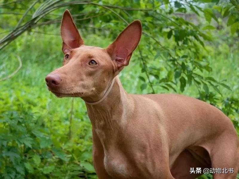 中国36个省份代表的动物,20种有代表性的动物