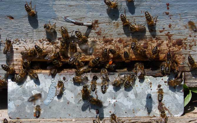 养蜜蜂需要注意哪些事项,养蜜蜂的技巧和注意事项