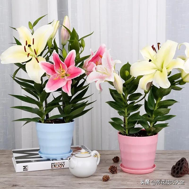 什么品种的香水花最好养,10种最香的香水花