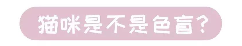 关于猫咪的五官的小知识,科普猫咪有多厉害