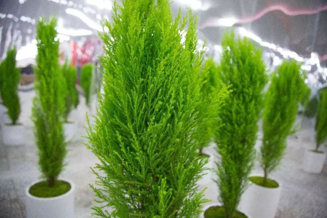 创意快闪店效果图,创意快闪店案例