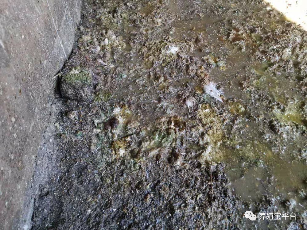 蛋鸡鼻炎跟温和型流感的区别,蛋鸡禽流感与鼻炎的区别