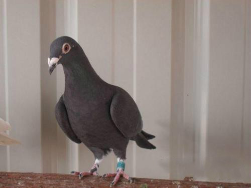 赛鸽归巢怎么恢复疲劳,怎么消除赛鸽的疲劳